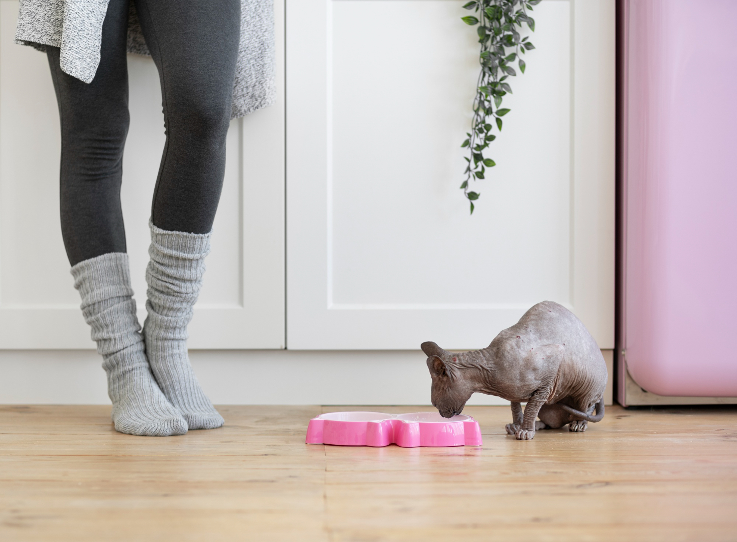 Indoor cat feeding area for pet odour control and cleaning routines